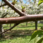 H1: Mšice na poletnih češnjah bodo po enem preprostem spomladanskem tretiranju za vedno izginile h1-msice-na-poletnih-cesnjah-bodo-po-enem-preprostem-spomladanskem.png