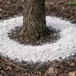 H1: Slivova drevesa se posušijo in ne rodijo: zakaj spomladi vedno potresem dolomitno moko na semensko podlago h1-slivova-drevesa-se-posusijo-in-ne-rodijo-zakaj-spomladi.png