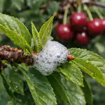 H1 Za vedno pozabite na mšice na češnjah s to z leti preverjeno metodo varčevanja z denarjem h1-za-vedno-pozabite-na-msice-na-cesnjah-s-to.png