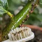 Kako z enim preprostim sredstvom rešiti domačo limono pred spomladanskimi ožigalkarji kako-z-enim-preprostim-sredstvom-resiti-domaco-limono-pred-spomladanskimi.png