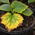 Skrita past kalijevega gnojila, zakaj sadike kumar spomladi nenadoma porumenijo skrita-past-kalijevega-gnojila-zakaj-sadike-kumar-spomladi-nenadoma-porumenijo.png