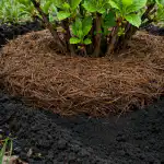 Skrivnosti jeseni iglavcev za eksplozivno rast grmovja spomladi skrivnosti-jeseni-iglavcev-za-eksplozivno-rast-grmovja-spomladi.png